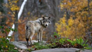 Le loup a tué plus de 800 animaux en 2025 en Haute-Marne.