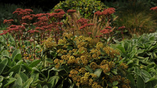 Au jardin, les grands sédums éclairent les massifs de leurs teintes tendres à l'automne, puis prolongent le décor tout l’hiver en roussissant.
