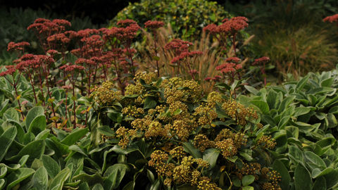 Au jardin, les grands sédums éclairent les massifs de leurs teintes tendres à l'automne, puis prolongent le décor tout l’hiver en roussissant.
