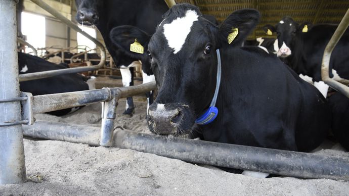 « En Europe, je sais que le sable est utilisé au Danemark (comme sur la photo) et je suis bien conscient qu'il ne s'agit pas d'une pratique répandue en France. Aux États-Unis, nous n’avons pas assez de paille à l’inverse pour l’utiliser. Le sable est lavé et réutilisé ensuite», explique le vétérinaire américain Nigel B. Cook. Il rappelle aussi que « tenter de forcer une vache à se coucher droit dans sa logette est peine perdue ! »
