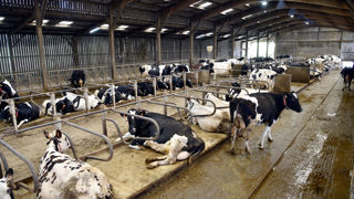 Les élevages laitiers n'auront plus à s'enregistrer qu'à partir de 201 vaches, contre 151 auparavant.