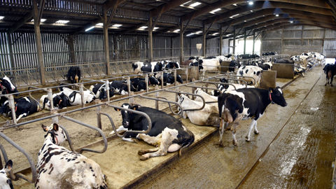 Les élevages laitiers n'auront plus à s'enregistrer qu'à partir de 201 vaches, contre 151 auparavant.