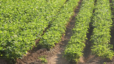 La filière des pommes de terre française a un avenir, affirme Geoffroy d’Evry, président de l’UNPT, mais « seulement si celle-ci ne se construit pas en fragilisant ceux qui produisent ».