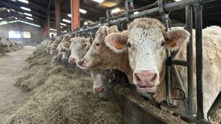 La filière allaitante a particulièrement été impactée par la FCO et la MHE. Sur la campagne 2024-2025, elle présente une surmortalité de 212 500 têtes, dont 179 100 dites "anormales", probablement dues aux épizooties.