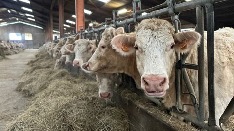 La filière allaitante a particulièrement été impactée par la FCO et la MHE. Sur la campagne 2024-2025, elle présente une surmortalité de 212 500 têtes, dont 179 100 dites "anormales", probablement dues aux épizooties.