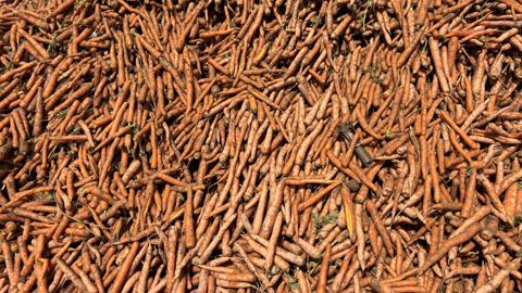 Selon les dernières prévisions, la production nationale de carottes serait en hausse de 4 % par rapport à la campagne précédente.