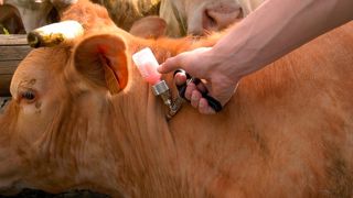 GDS France recommande de vacciner en priorité le cheptel reproducteur, y compris les mâles, puis le reste du troupeau.