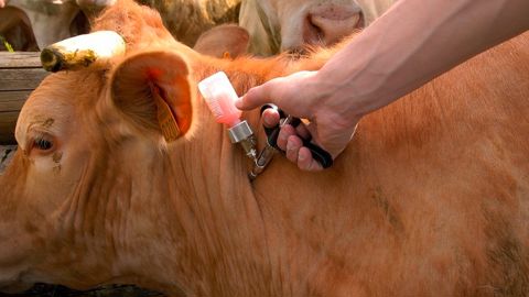 GDS France recommande de vacciner en priorité le cheptel reproducteur, y compris les mâles, puis le reste du troupeau.