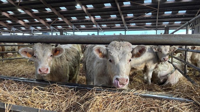 Si chaque pays gère à sa manière la baisse des effectifs de vaches laitières et allaitantes, le travail autour de l'engraissement fait figure de point commun. La hausse des prix de la viande et la baisse de la disponiblité poussent chaque Etat à engraisser et viser des poids de carcasse intéressants.