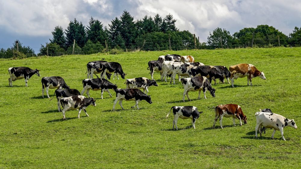 Les rapporteurs de la mission flash sur la DNC estiment que les indemnisations des pertes indirectes des éleveurs laitiers sont insuffisantes