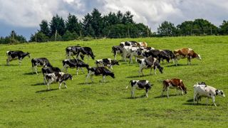 Les rapporteurs de la mission flash sur la DNC estiment que les indemnisations des pertes indirectes des éleveurs laitiers sont insuffisantes