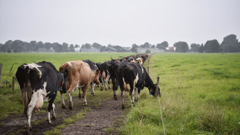 La vache néerlandaise est le premier cas connu de bovin positif à l'influenza aviaire en Europe. (image d'illustration)