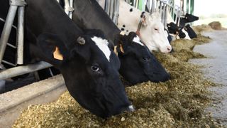 A l’ouverture d’un nouveau silo, certains animaux en état pro-inflammatoires vont basculer dans un état inflammatoire