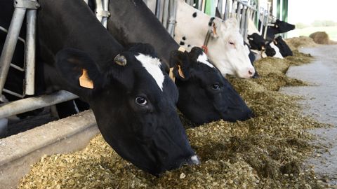 A l’ouverture d’un nouveau silo, certains animaux en état pro-inflammatoires vont basculer dans un état inflammatoire