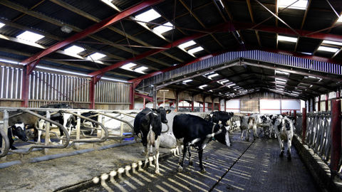 Pour limiter la chaleur sans compromettre l'éclairage, mieux vaut préférer les ouvertures en long pan aux panneaux éclairants en toiture.