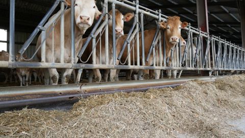 En situation de stress thermique, l'ingestion et la rumination des bovins diminuent.