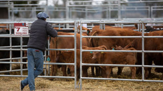 En facilitant l'importation du bœuf argentin, le président américain espère baisser le prix du steak haché.
