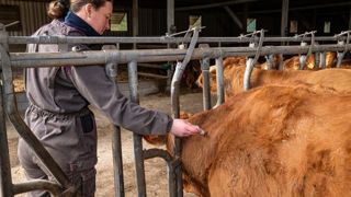 Dans ces zones, la vaccination contre la DNC sera à nouveau obligatoire et prise en charge par l'État.
