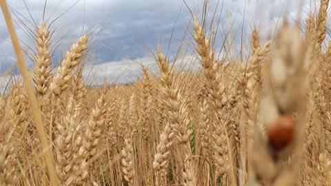 Les années 2003, 2007, 2016 et 2024 se démarquent comme les années de pires récoltes pour la production de blé dans l'Hexagone.
