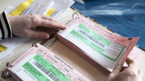 L'article 36 de la loi d'orientation agricole de mars 2025 fixe l'objectif de dématérialiser les documents d'accompagnement des bovins avant l'automne 2027.