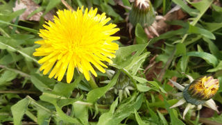 Les variétés de pissenlit du commerce sont meilleures que les espèces sauvages.