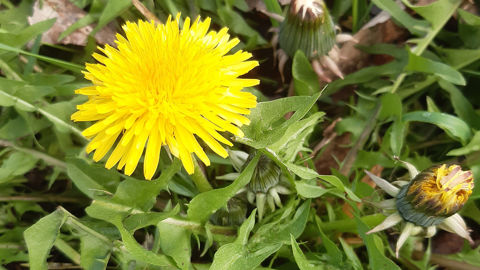 Les variétés de pissenlit du commerce sont meilleures que les espèces sauvages.
