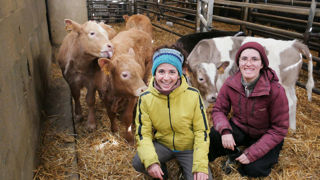 Deux fois par jours, Marilou (à gauche) et Manon (à droite) conduisent les vaches dans le couloir de tétée pour nourrir les veaux, une astreinte comparable à celle de l’élevage laitier.