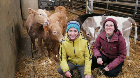 Deux fois par jours, Marilou (à gauche) et Manon (à droite) conduisent les vaches dans le couloir de tétée pour nourrir les veaux, une astreinte comparable à celle de l’élevage laitier.