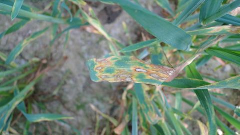 Durant ces dernières campagnes, la rhynchosporiose du triticale a davantage fait parler d'elle.
