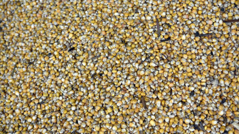 Le rapport mensuel de l'USDA de février 2026 n'a que peu fait évoluer les marchés.