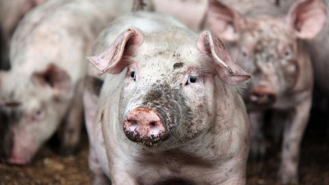 L’interprofession porcine souhaite être exclue de la directive « IED 2.0 », comme le sont les bovins.