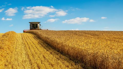 Si le rendement moyen devrait globalement se maintenir pour le blé, d'autres productions françaises verraient leurs rendements fortement impactés d'ici 2050, comme les cultures pérennes, ou le maïs.