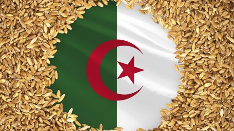 5 000 tonnes de blé tendre français à destination de l'Algérie sont annoncées dans les line-up.