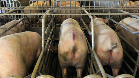 Avec un prix particulièrement bas, les éleveurs ukrainiens n'ont plus les moyens d'acheter des cochettes et des truies pour la reproduction.