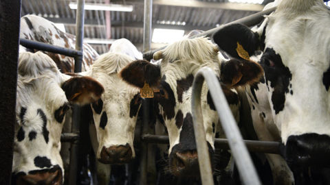 Certaines organisations de producteurs (OP) n'ont toujours pas signé d'accord sur le prix du lait.