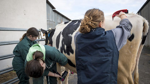 En l'absence de bovins au Salon de l'agriculture, le TIEA a adapté ses épreuves.