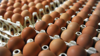 Avec une demande dynamique, les prix des oeufs ont flambé en 2025.