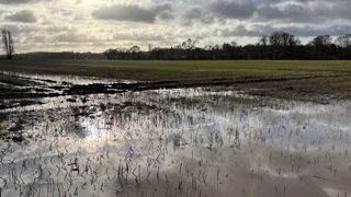 Une parcelles d'orge d'hiver inondée par les intempéries hivernales et le passage de la tempête Nils.