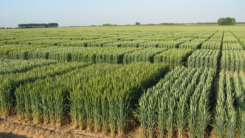 Champ d'essais de blé tendre