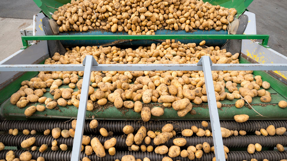 Les adhérents de Noriap produisent d'ores et déjà des pommes de terre transformées par un industriel local et destinées à Burger King.