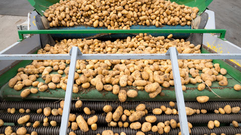 Les adhérents de Noriap produisent d'ores et déjà des pommes de terre transformées par un industriel local et destinées à Burger King.