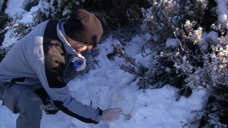 Le collectif Pâturage et biodiversité conteste les résultats du comptage de la population de loups réalisé par l'Office français de la biodiversité (OFB).
