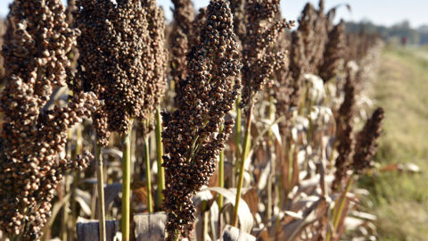 Selon Arvalis, le potentiel de rendement des variétés inscrites de sorgho grain a augmenté de 0,44 q/ha/an en moyenne entre 2000 et 2025.