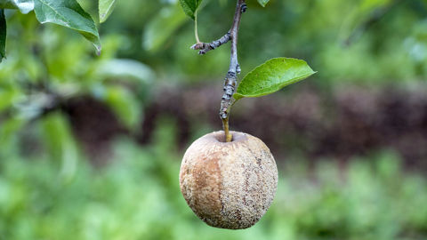 Un arrêté fixe les taux de pertes non imputables à un aléa climatique qui sont appliqués au versement de l'indemnisation de solidarité nationale pour les pertes de récolte.