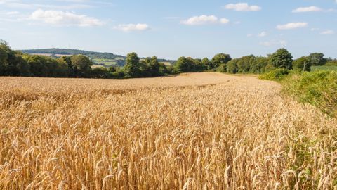 A la veille de l'ouverture du Salon de l'agriculture, les céréaliers rappellent l'urgence d'un plan structurel pour leurs filières en crise.