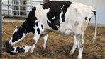 « En Holstein, l’âge moyen au premier vêlage est à 29 mois, tandis que la médiane est à 28 mois, c’est-à-dire que 50 % des élevages ont un âge moyen au 1er vêlage supérieur à 28 mois. En race Montbéliarde et Normandes on est plutôt à 30 mois », annonce le Dr René Fournier