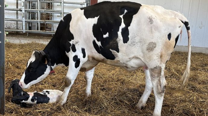 « En Holstein, l’âge moyen au premier vêlage est à 29 mois, tandis que la médiane est à 28 mois, c’est-à-dire que 50 % des élevages ont un âge moyen au 1er vêlage supérieur à 28 mois. En race Montbéliarde et Normandes on est plutôt à 30 mois », annonce le Dr René Fournier