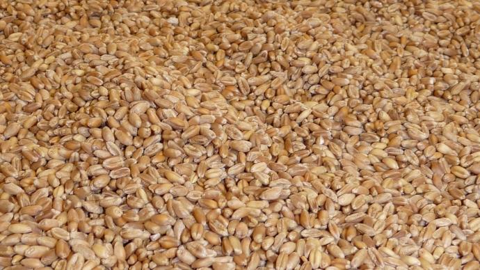 Grains de blé