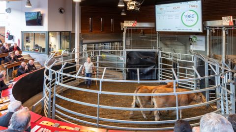 Depuis 2009, le foirail de Saint- Christophe-en-Brionnais est doté d’un marché au cadran électronique.