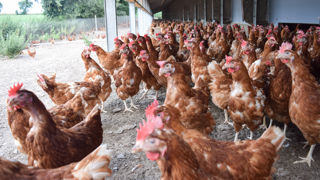 Le plan des filières des viandes blanches (y compris les oeufs) pour la souveraineté alimentaire présenté lundi 23 février 2026 prévoit au moins 9,5 milliards d’euros d’investissements.